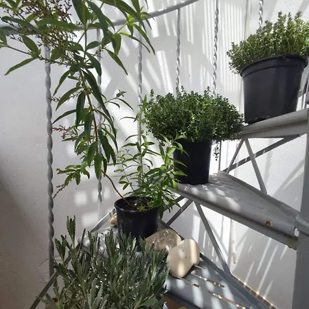 Apartment Homie *
