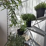 Apartmán Homie *